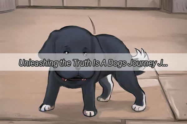 Unleashing the Truth Is A Dogs Journey Just Fiction or a Heartwarming Reality